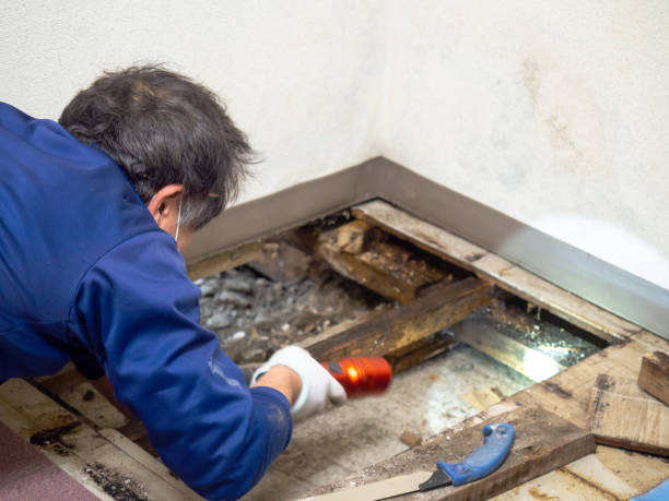 Best Residential Mold Removal  in St Leon, IN