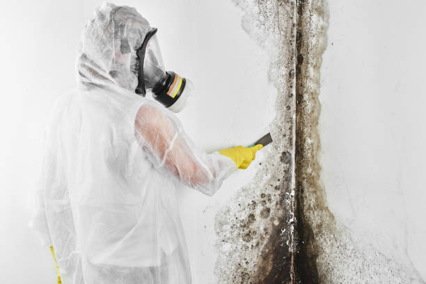 Best Toxic Mold Removal  in St Leon, IN