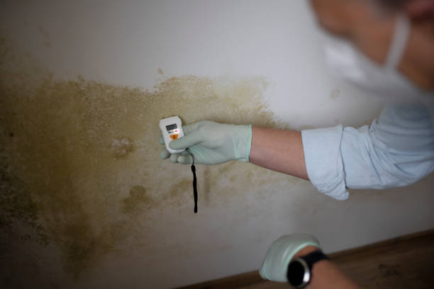 Best Attic Mold Removal  in St Leon, IN