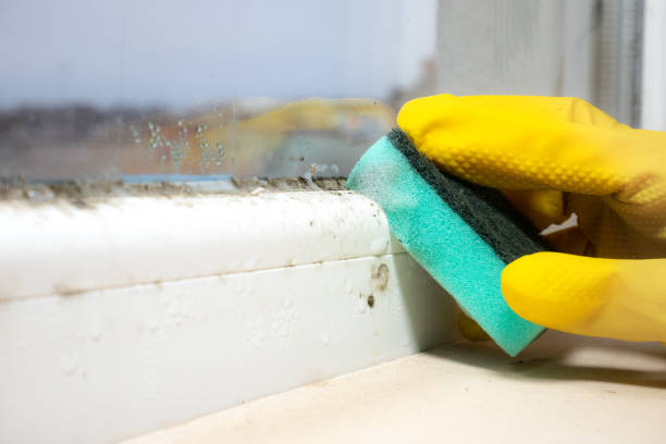 Mold Removal and Inspection in St Leon, IN