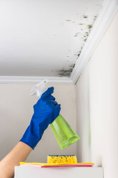 Best Crawl Space Mold Removal  in St Leon, IN